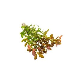 SubstrateSource Live Aquarium Stem Plants - Freshwater Aquatic Plant for Fish Tanks, Aquascaping - (Ludwigia Repens, 4 Bunches)