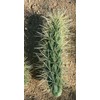 1 UNROOT Cutting 3-5 INCHES Cylindropuntia fulgida VAR. fulgida 'Jumping