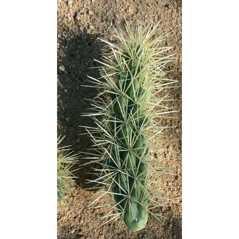 1 UNROOT Cutting 3-5 INCHES Cylindropuntia fulgida VAR. fulgida 'Jumping