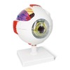 EVOTECH SCIENTIFIC Human Eye Anatomy Model, 6 Parts 6X Enlarged