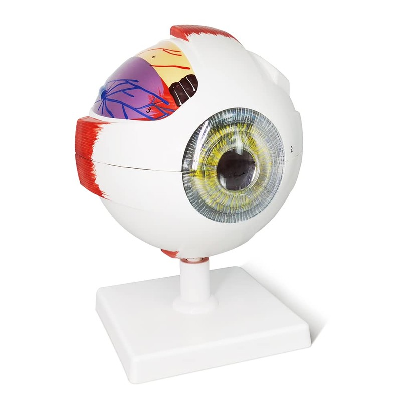 EVOTECH SCIENTIFIC Human Eye Anatomy Model, 6 Parts 6X Enlarged
