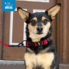 Best Pet Supplies Reflective Dog Collar with Adjustable Length, Heavy-Duty