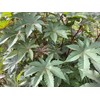 Castor Bean Ricinus communis Tropical Plant Premium Seeds for Planting