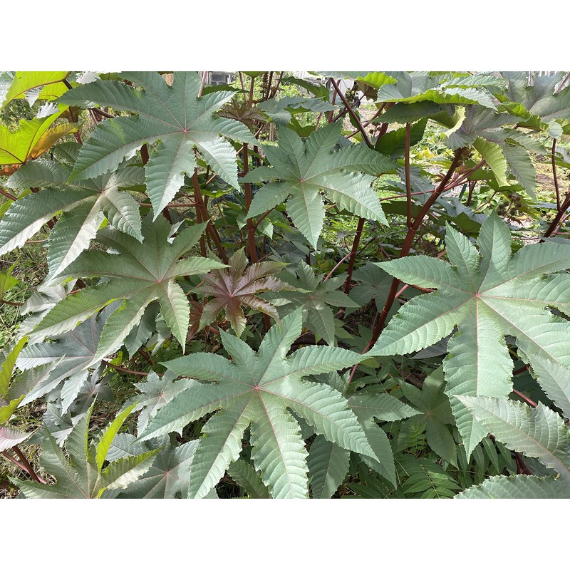 Castor Bean Ricinus communis Tropical Plant Premium Seeds for Planting