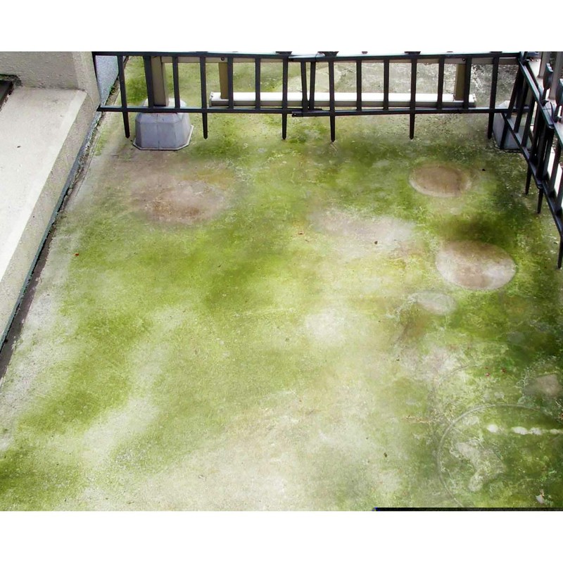 toyak moss mold remover 420ml