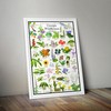 Georgia Wildflowers – Native Blooms Poster – Georgia Flower Identification