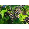Pure Herbs: Black Currant - 4 oz.
