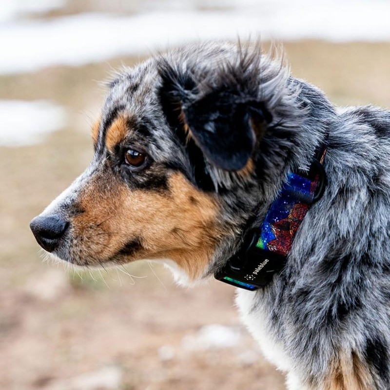 WOLFGANG/WOLFGANG MountainVibes COLLAR Large Size Width 1.0 inches (2.5 cm)