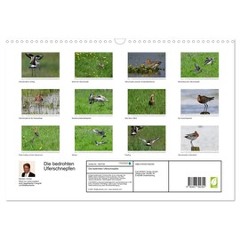 Die bedrohten Uferschnepfen (Wandkalender 2026 DIN A3 quer), CALVENDO Monatskalender