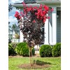 Black Diamond Radiant Red Crape Myrtle, 1-2 ft Tree Height,
