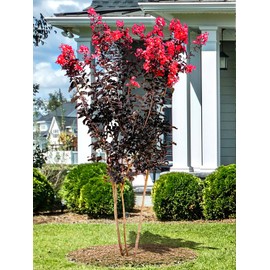 Black Diamond Radiant Red Crape Myrtle, 1-2 ft Tree Height, Multi-Stem, Dark Foliage, Rich Red Blossoms, 3 gal Nursery Pot (Due to Agricultural Laws, we Cannot Ship to CA, AZ, AK, or HI)