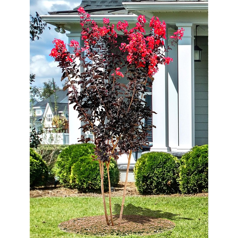 Black Diamond Radiant Red Crape Myrtle, 1-2 ft Tree Height,