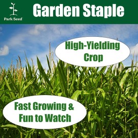 Park Seed Variety of Corn Seeds, Non-GMO Vegetable Seeds for Planting, Easy to Grow, Perfect for Harvesting, Obsession, Pack of 200