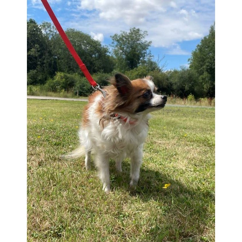 Puppy Training Lead Small Dog Recall Obedience Training Leash 50ft