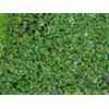 500 Live Duckweed Plants (Lemina Minor)