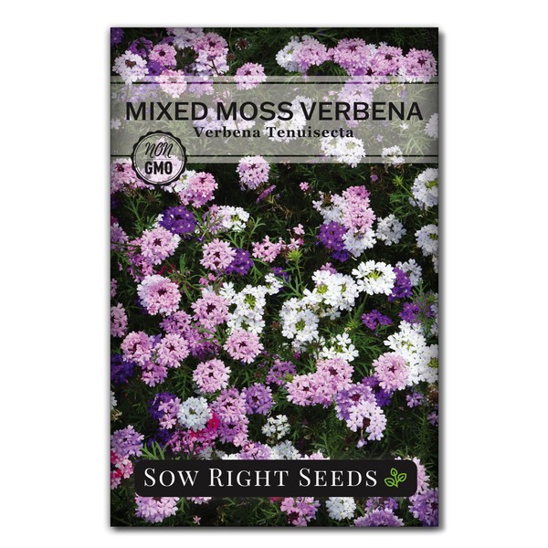 Sow Right Seeds - Mixed Moss Verbena (Verbena tenuisecta) Flower