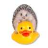 Uvia Hedgehog Playing in the Bath with Ducks, 1.4 x