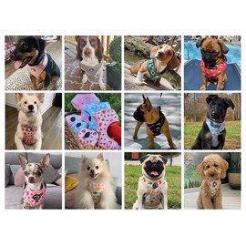 COOWONE Dog Harness Small Dogs, Adjustable Dog Harness for Small and Medium Dogs and Cats, Breathable Soft Mesh Harness with Lead for Walks, Training