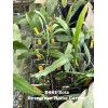 Cactus Rooted Epiphyllum Orchid Cactus “Zotz” Growing In 4” Starter
