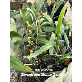 Cactus Rooted Epiphyllum Orchid Cactus “Zotz” Growing In 4” Starter pot.