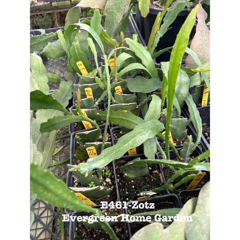 Cactus Rooted Epiphyllum Orchid Cactus “Zotz” Growing In 4” Starter