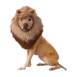 Lion Pet Costume