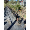 Stuewe & Sons – TP812 Treepot – 8” x 12”