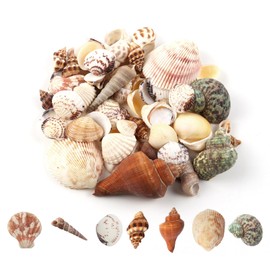 Yuqilin 200 g Shells Decoration, Natural Shell Shell, Shells for Crafts, Beach Shells, Perfect for Beach Theme Parties, Home Decoration, DIY Crafts, Aquarium Decorations