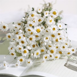 Jtoder Dried Daisy Flowers Bouquet, 200+ Real Dry White Flowers with Stems, 17'' Gerber Daisies Arrangements for Wedding, Farmhouse Vase Decorations, DIY Home Party Wildflower Decor