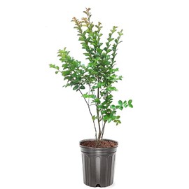 Generic Sioux Crape Myrtle, Pink Flowering, Deciduous Foliage, Very Hardy, 3 gal, Nursery Pot, Coral Pink, Green