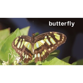 Flash of Brilliance Bug Flash Cards with Fun Facts