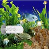 2pcs Turtle Brush with Suction Cup, Turtles Shell Scrub Scratcher