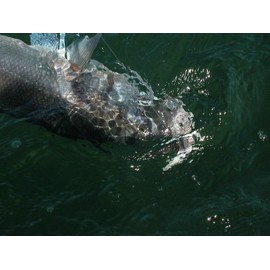 Illex Bonnie 95 Surface Wobbler SG Ayu