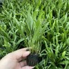 Java Fern Microsorum pteropus by Aquarium Plants Factory® Rooted Potted