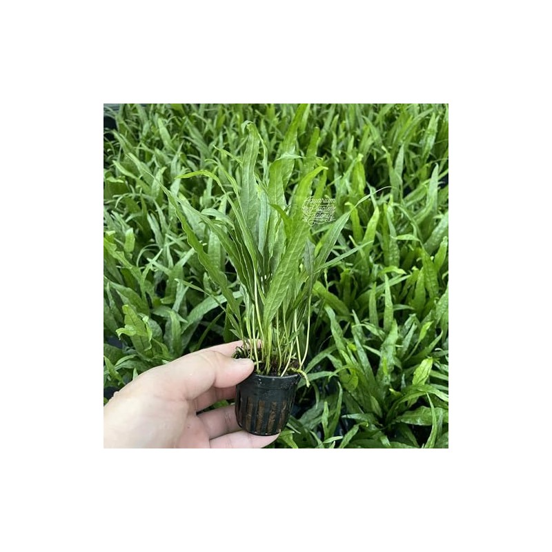 Java Fern Microsorum pteropus by Aquarium Plants Factory® Rooted Potted