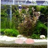 Zerodeko 6Pcs Sea Ornaments Aquarium Decorations for Fish Tanks and