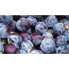 250 Red Acre Cabbage Seeds for Planting - Heirloom Non-GMO