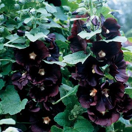Park Seed Jet Black Hollyhock Flower Seeds – Striking Dark Blooms, Pollinator-Friendly, Edible Petals, Tall Garden Border Plant, Easy to Grow, Hardy Annual or Perennial, Pack of 50