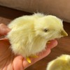 Pack of 2 Realistic Yellow Furry Baby Chicks Lifelike Fur