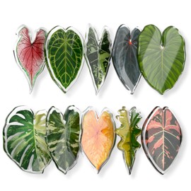 Fridge Magnets Kitchen Magnets, Plant Themed Refrigerator Magnets, Ideal Decor for Home, School Locker and Office, Funny Gift Home Decor