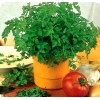 350+ Chervil Seeds-Culinary and Medicinal - NON-GMO,Organi