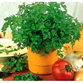 350+ Chervil Seeds-Culinary and Medicinal - NON-GMO,Organi