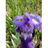 Fresh 6 BEARDED IRIS PLANTS RHIZOMES FRESH MIXED VARIETIES