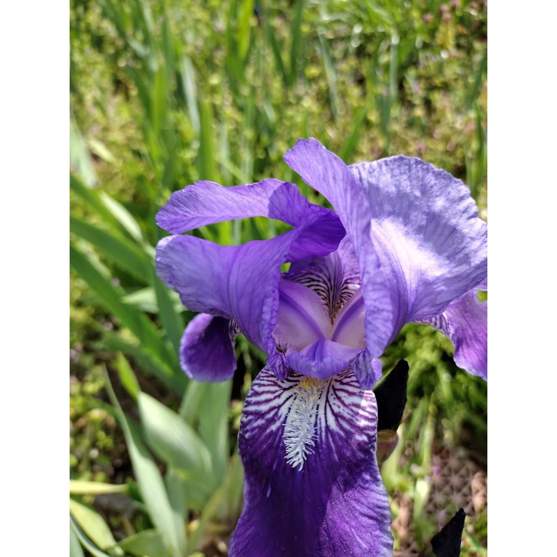 Fresh 6 BEARDED IRIS PLANTS RHIZOMES FRESH MIXED VARIETIES
