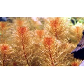 Red Myrio Myriophyllum Heterophyllum Live Aquarium Plants BUY 2 GET 1 FREE