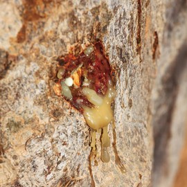 Aromatics International Aromatics International Myrrh Hydrosol 100ml | Resinous Aromatic Spray for Spaces