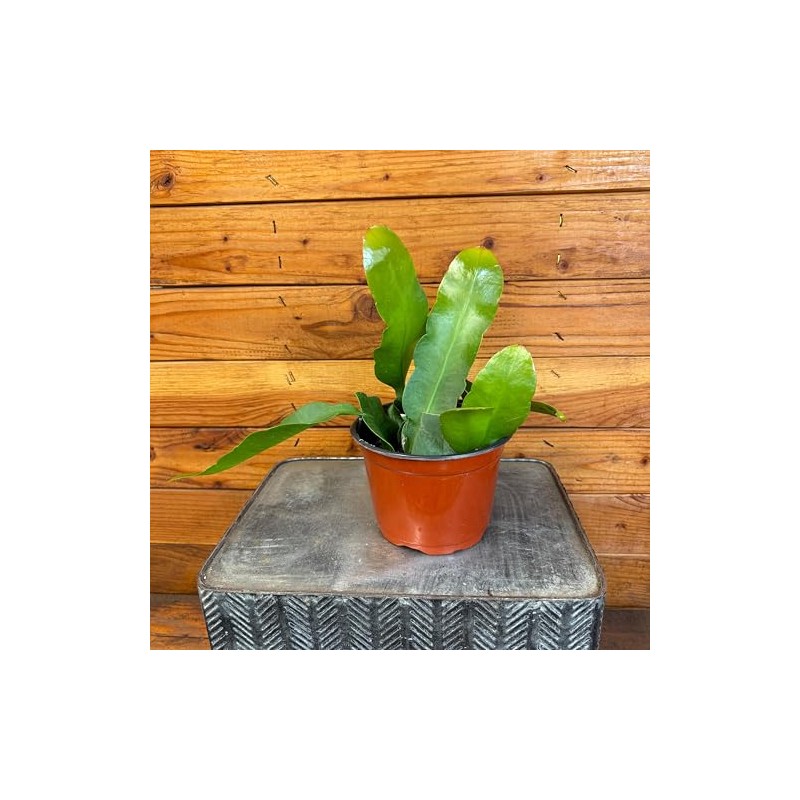 Epiphyllum Queen of The Night, 6" Plant