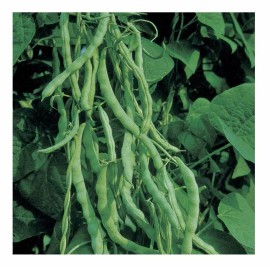 Southeast Seeds Kentucky Wonder 125, Bush Green Bean Seeds, NON-GMO, FREE SHIPPING - 60 Seeds or 1 OZ