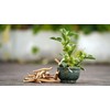 Lowhill Valley Ashwagandha Root Herbal Tea – Promote Balance and