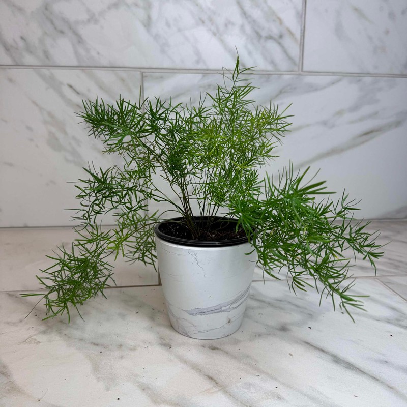Asparagus Densiflorus Sprengeri Fern, 4" Plant